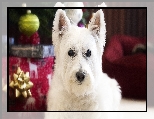 Ozdoby, West highland white terrier, Pies, Mordka, Świąteczne